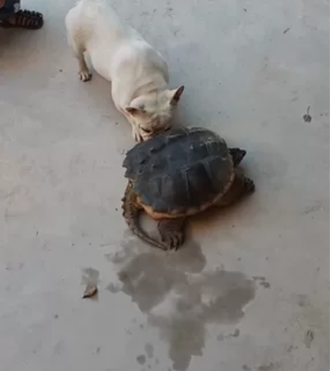 法斗狗狗，家庭原因实在是不能继续照顾，法斗...