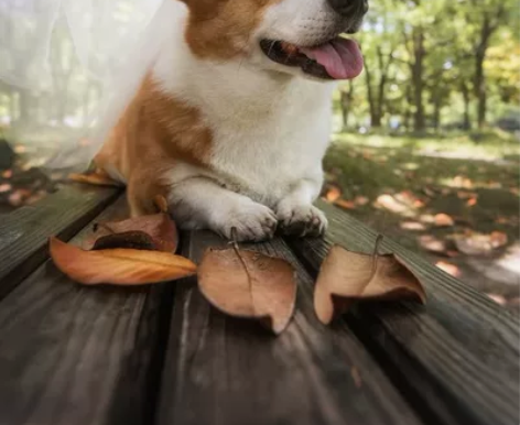 前端转码辅导 1v1 前百度，现字节资深前...