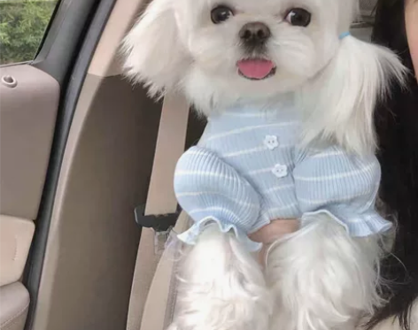 狗狗衣服夏季薄款公主风裙子泰迪比熊博美幼小...