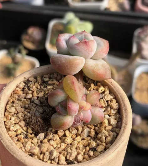 20221201 糖心雪天使 飘枝 5头一...