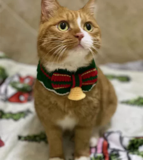 小橘猫，名字：金胖娃，性别：母，巳绝育，巳...