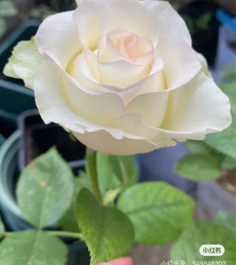 清园子特价，1加仑扦插苗白艾莎/白爱莎是月...