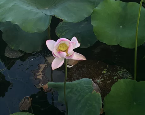 机器学习 自然语言处理相关 C C++py...