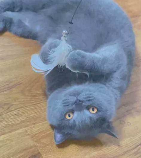 出小猫猫一只 有意向的私聊哦  因工作原因...