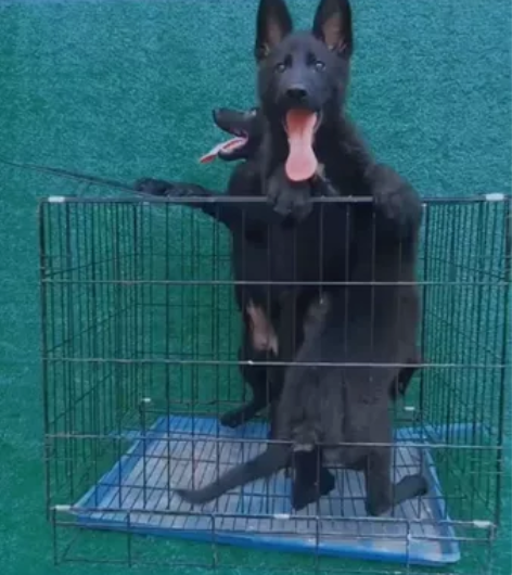 自家繁殖双血统东德牧羊犬，家庭的守护者，孩...