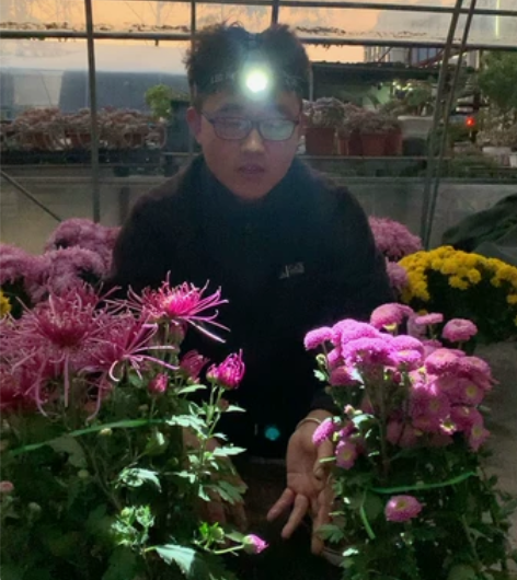 乒乓球菊 同城自提￥151人想要