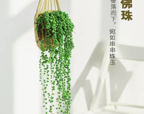 佛珠情人泪多肉长藤垂吊植物金边翡翠室内阳台...