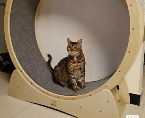 猫咪跑步机猫运动跑轮猫爬架猫窝健身轮超大滚...