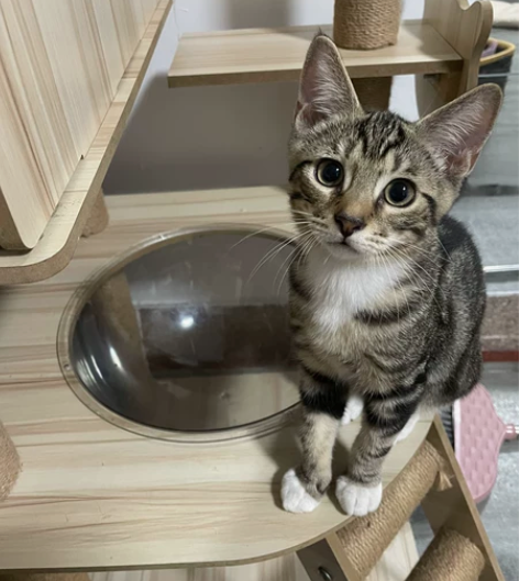 猫咪一窝，可以领养了，位置日照市东港区，要...