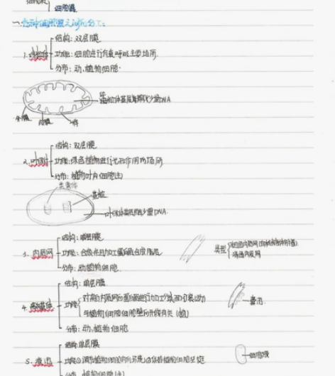高中必修一生物笔记（第一版基础版），满满的...