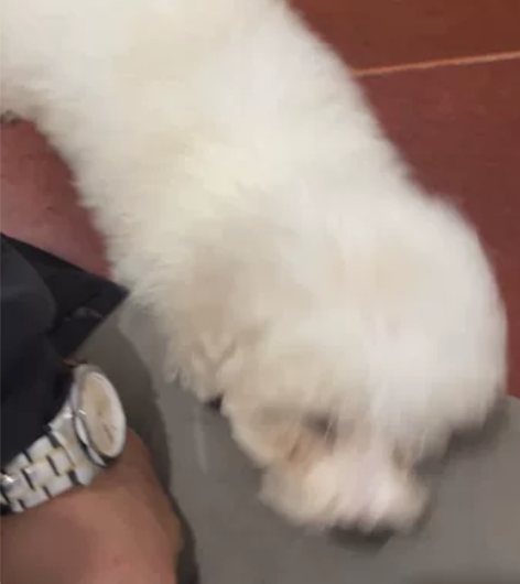 非常可爱的小体比熊，因家庭原因养不了忍痛割...