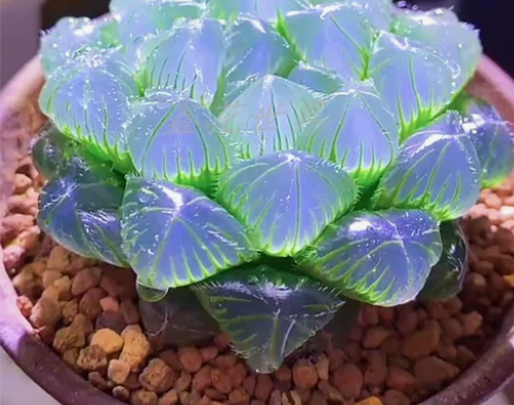 高级稀有精品多肉植物蓝镜无暇玉露办公室桌面...