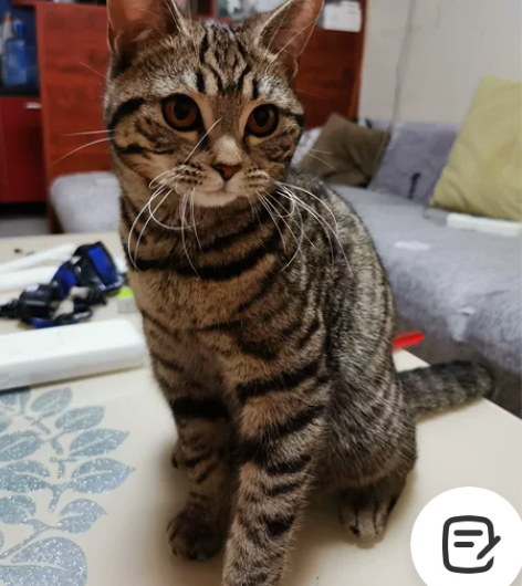 两只一岁多点母猫。非常健康，粘人。因个人家...