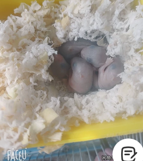 一对情侣生下五只小可爱，超级可爱超级萌哒小...