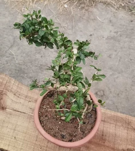 飘枝,福建茶,成都自提。 感兴趣的话点“我...