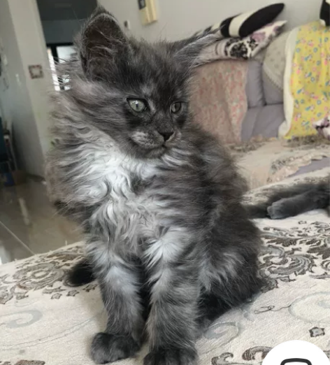 标价全款,极品烟灰色缅因!未来种公!现在8...