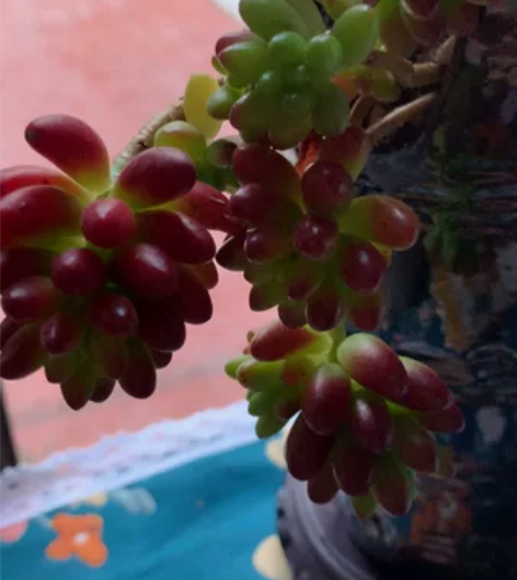 种太多啦！寻有缘人。自养多肉，专业多肉颗粒...