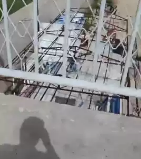 急卖！急卖！急卖！出售马杰斯特，大绵羊大踏...