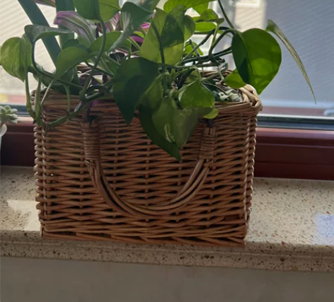 水培植物 花篮 感兴趣的话点“我想要”和我...