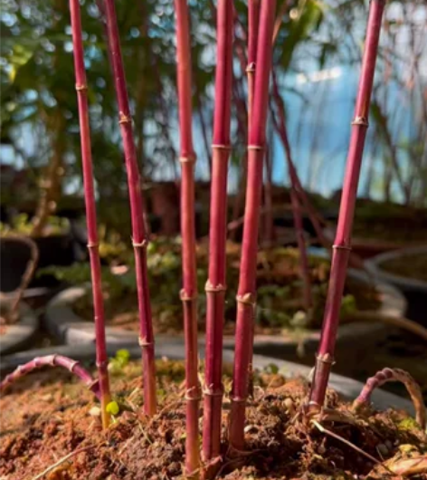 1.1米高飘大盆日本名贵朱竹（红寒竹）盆景...
