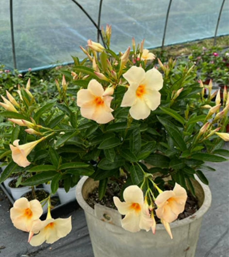 杏飘 杏色飘香藤 12厘米盆，大部分带花苞...