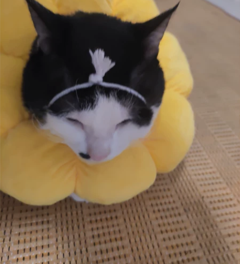 出 火焰戎装亲，还有印签30一本针锋对决亲...