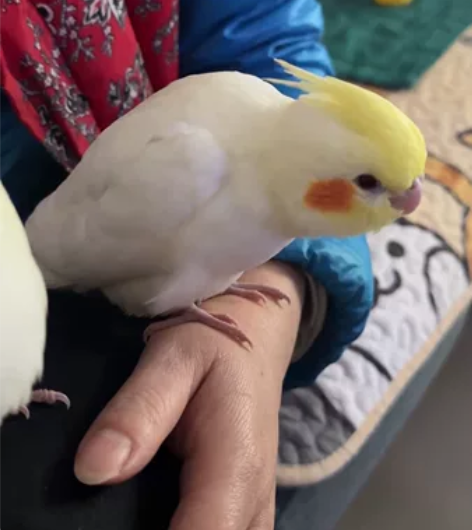 家庭精养不秃玄凤鹦鹉，纯手养，非常亲人，喂...