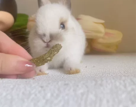 超漂亮的脸蛋  双血侏儒弟弟 俩个月龄 爸...