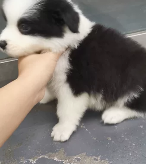 黑白边牧妹妹,三通七白花色棒,大围脖大开白...