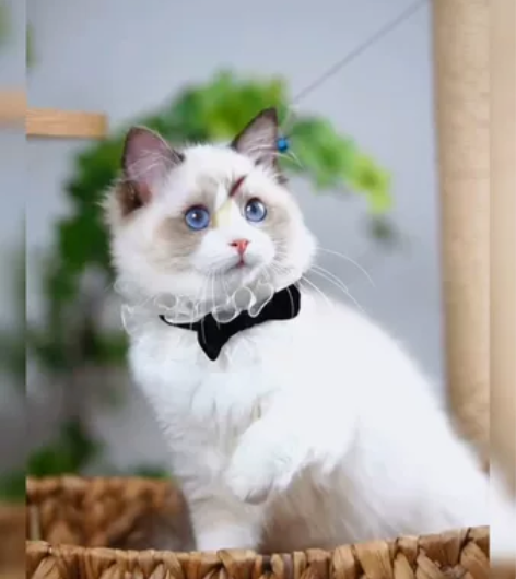 海双布偶妹妹 完美五粉 3个月 甜美度高 ...