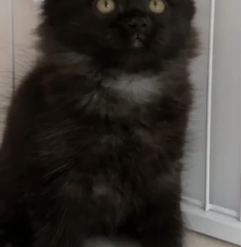 纯黑英短高地，纯黑长毛猫，小可爱，脸蛋真的...