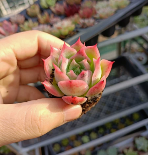 这位小萝莉是我家颜值之最,越看越美,要睫毛...