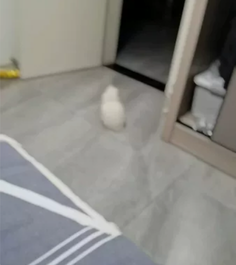 小可爱布偶弟弟 自家猫咪下的崽崽 这小脸蛋...