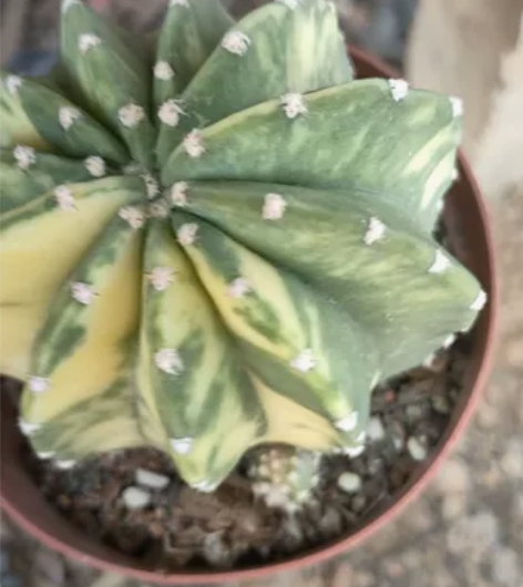 短毛丸锦，散文班锦实生根 锦色如图 一物一...