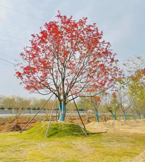 收台苹果平板，ipadpro2021最好，...