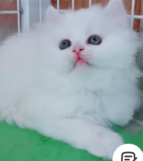 纯白高地,价格美丽,完美品相 脸蛋真的很漂...