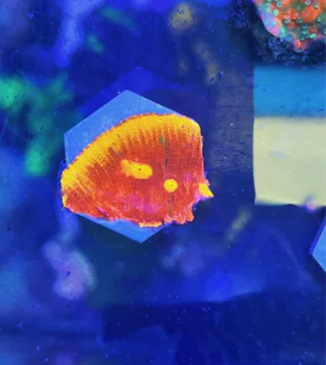 调色盘一盘 感兴趣的话点“我想要”和我私聊...