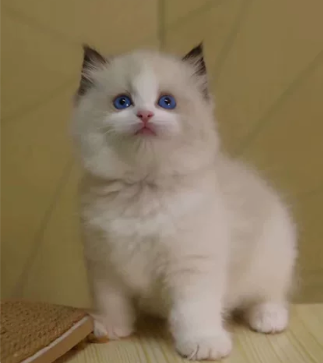 莫妮卡海双布偶妹妹 完美五粉 脸蛋超漂亮 ...