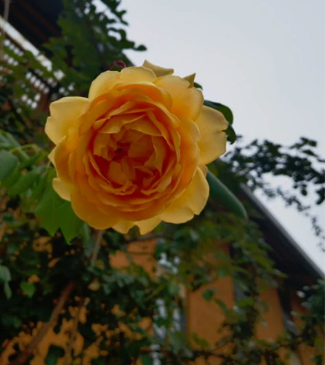 x写文章x// pepar修改文章写作服务...