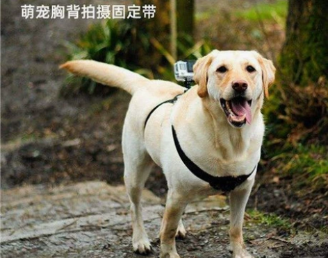 gopro10/11狗带绑带hero9小蚁...