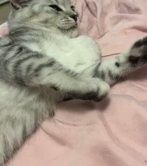 家里太多猫着急出售 找个有爱心的家庭 猫咪...