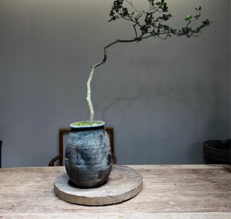 空间美学侧飘老桩海岛春花 感兴趣的话点“我...