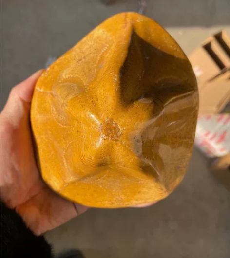 稀有～黄色草帽海胆标本，产地摩洛哥，品种稀...