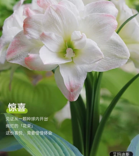 【南非朱/秘鲁朱顶红预售】花园里永远缺一个...