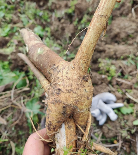 木雕工艺品原木，构叶树，木质一般，适合练手...