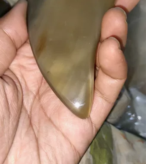 1.2厚白牦牛角三角板轻微带黑特价出货编号...