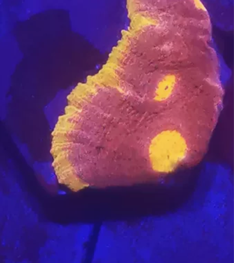 调色盘  基座3.2公分 感兴趣的话点“我...