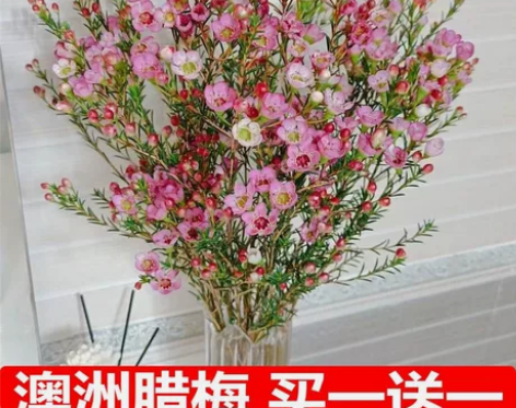 澳洲腊梅水培鲜花平头满天星干花花束勿忘我批...