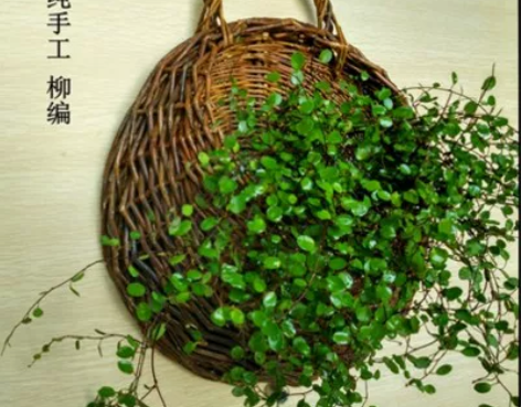 挂篮壁挂花盆藤编花篮吊篮编织吊兰墙上悬挂篮...
