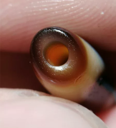 高糯虎牙天珠，老一代大师古法手工打磨，老一...